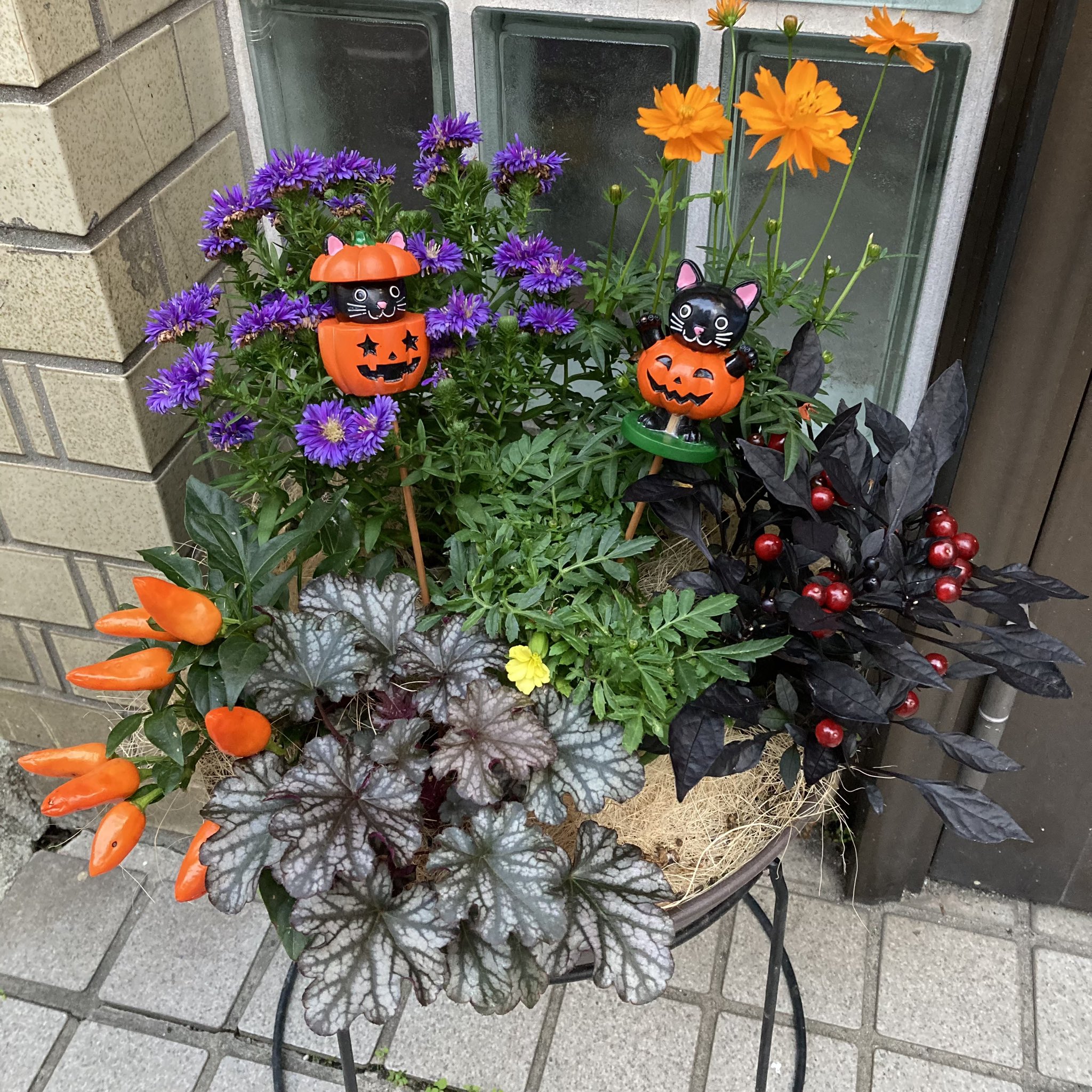 セリア ハロウィン 寄せ植え